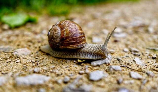 Un escargot sur le sol.