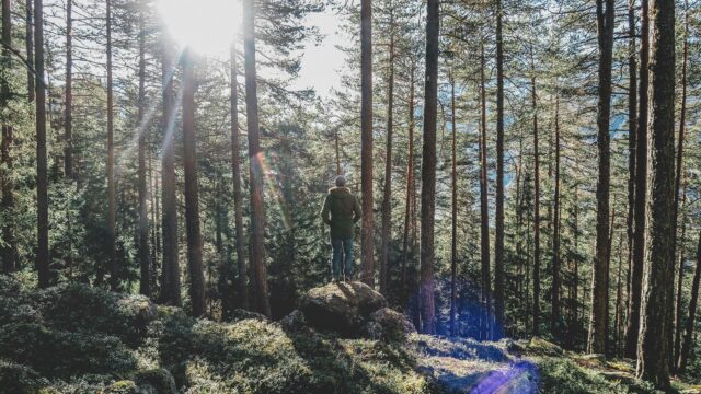 Un homme debout sur un rocher dans la forêt au soleil.