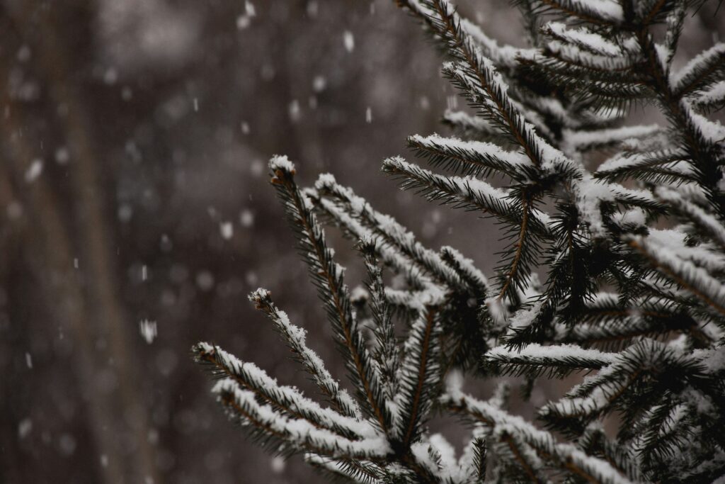 Il neige sur un pin.
