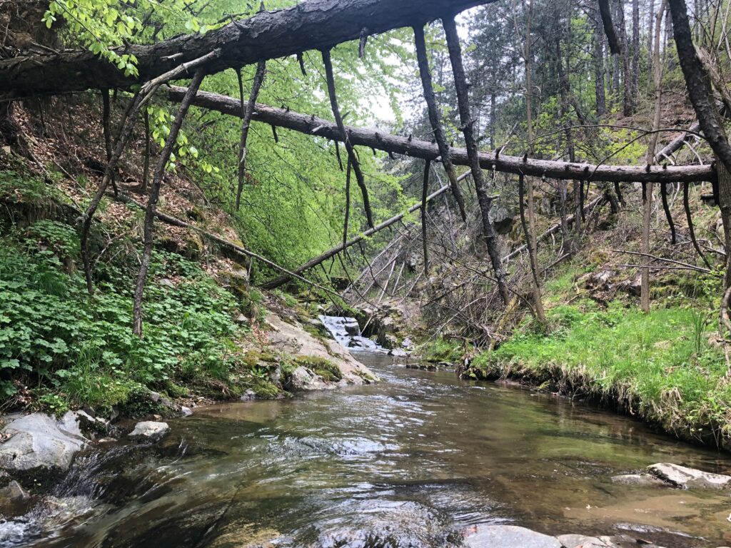 Un arbre tombé sur la rivière dans la forêt.